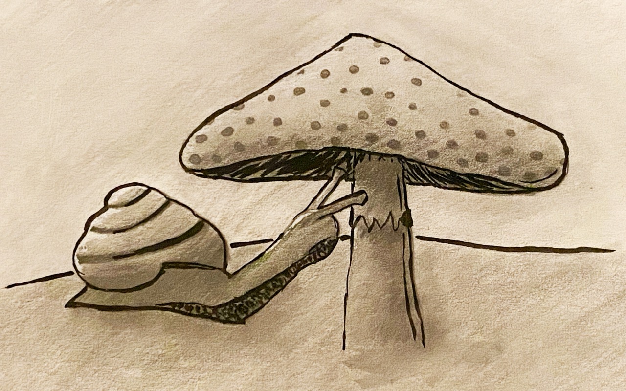 Pencil drawing of a snail approaching a mushroom